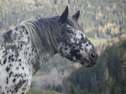 Bild 2:Trächtige Tigerstute mit oder ohne Stutfohlen zu verkaufen