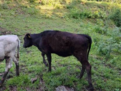 Bild 2:Wagyu Rinder
