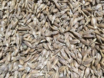 Bild 2:Bio Dinkel, Dinkelreis, Nackthafer, Nackhaferreis, Einkorn