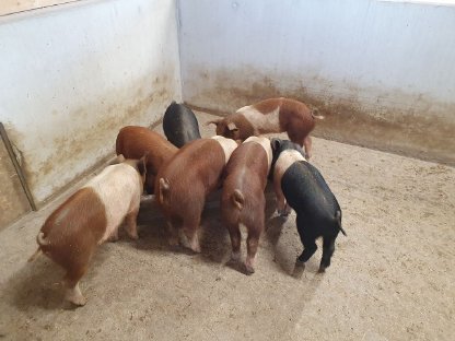 Bild 6:Bio-Ferkel zu verkaufen