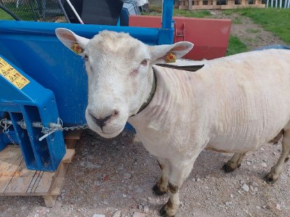 Bild 2:Texel-Merino Widder