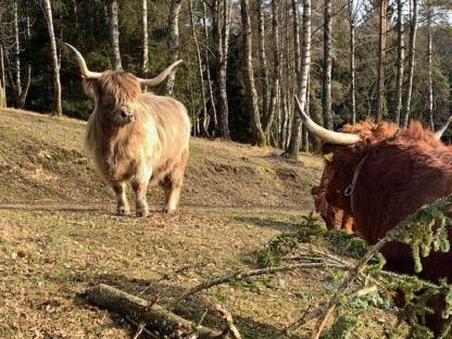 Bild 7:Hochlandrind Zuchttiere - CANADIEN SELECTION, Herdbuch, Bio