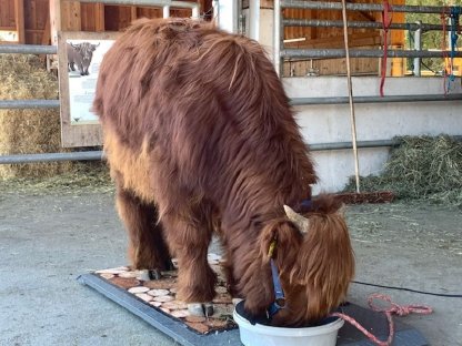 Bild 9:Hochlandrind Zuchttiere - CANADIEN SELECTION, Herdbuch, Bio