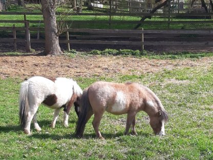 Bild 8:Amerikanisches Miniaturpferd Hengst Sonderfarbe