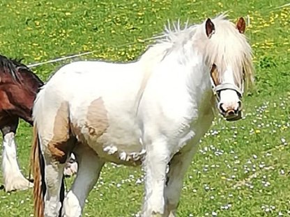 Bild 2:Tinker Stute