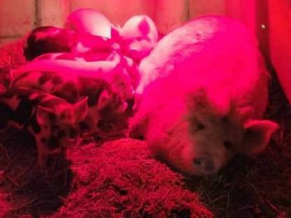 Bild 3:Kune Kune Schweine