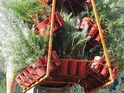 Bild 4:Aufforstung, Kulturpflege, Forst, Akazienstäbe, Verbissschutz