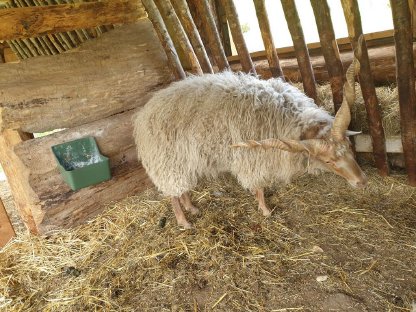 Bild 3:Zackelschaf-Bock