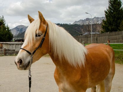 Bild 3:Top Tiroler Haflinger