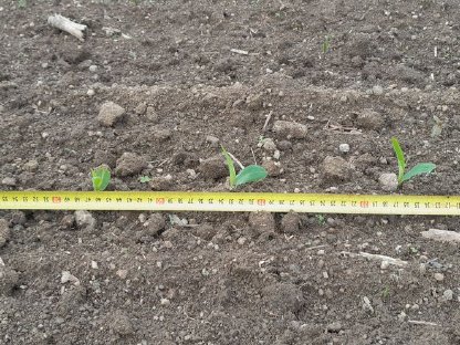 Bild 6:Einzelkornsaat Monosem Valoterra