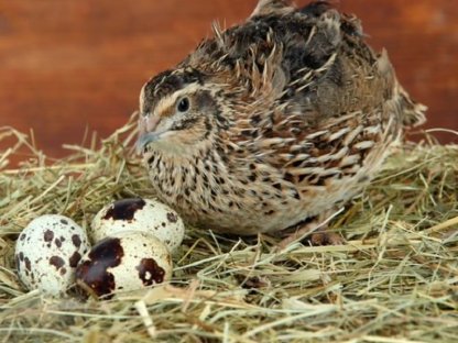 Bild 3:Zwerghühner Federfüßig