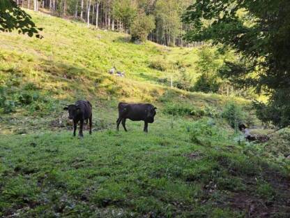 Bild 4:Wagyu Rinder