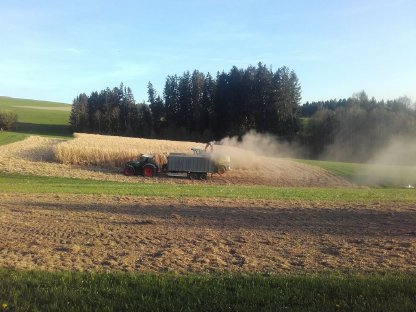 Bild 5:Miscanthus Ernte