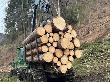 Bild 8:Biete Holzschlägerung/Durchforstung