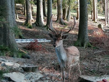 Bild 3:Damwild Damhirsch