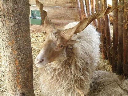 Bild 2:Zackelschaf-Bock