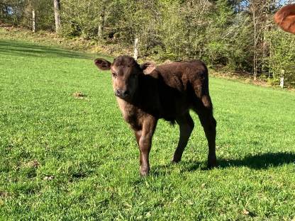 Bild 3:Bio Mutterkuh Angus x Wagyu