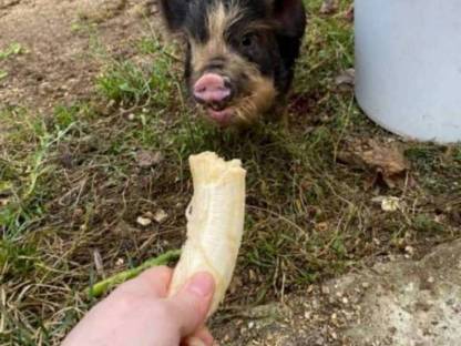 Bild 2:Kune Kune