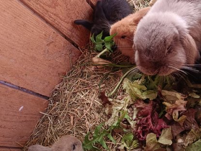 Minilop Babyhasen und Rammler