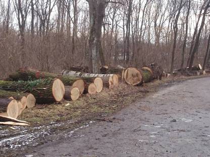 Bild 3:Landschaftspflege - Forstdienstleistungen 