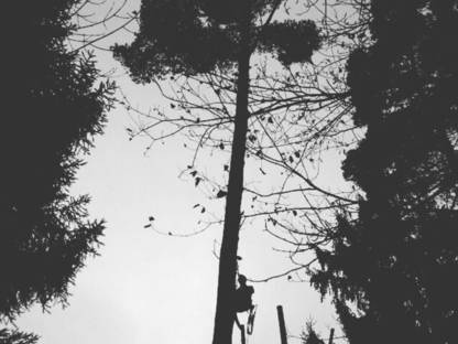 Bild 2:Holzeinschlag, Jungbestandspflege, Waldbewirtschaftung