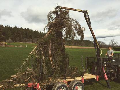 Bild 3:Holzeinschlag, Jungbestandspflege, Waldbewirtschaftung
