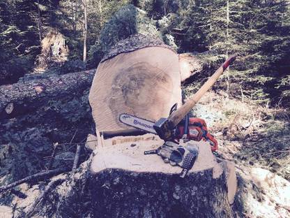 Bild 4:Holzeinschlag, Jungbestandspflege, Waldbewirtschaftung