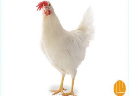 Bild 2:Legereife Junghennen, Mastküken, Puten