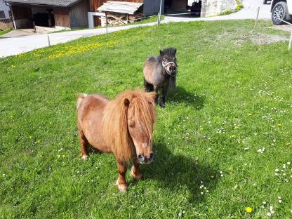 Pferdemarkt Pony: Mini Shetlandponys Kaufen - Landwirt.com