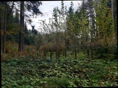 Bild 3:Forstlichen Dienstleistungen