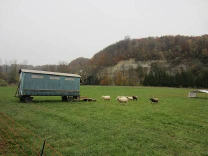 Bild 2:Lammfleisch von Waldschafen