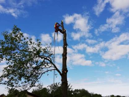 Bild 3:Baumdienst Seidnitzer
