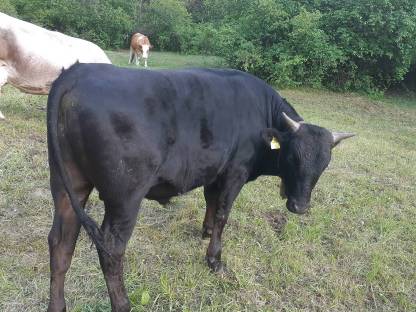 Wagyu: Bio Wagyu Rind kaufen - Landwirt.com