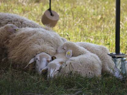 Bild 3:Lammfleisch von Waldschafen