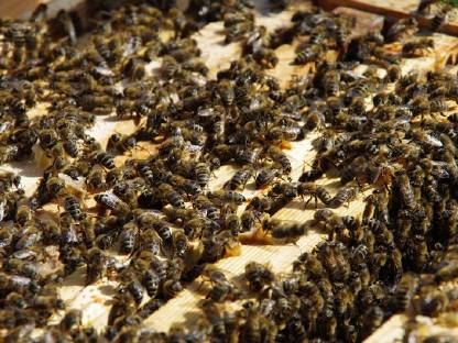 BIO Bienenvölker