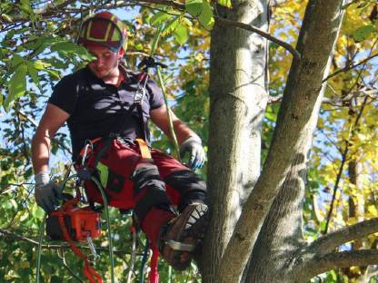 Bild 2:Baumdienst Seidnitzer