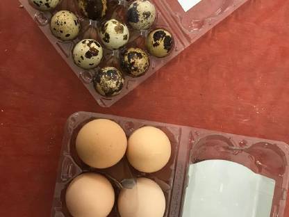 Bild 3:Wachteleier Hühnereier