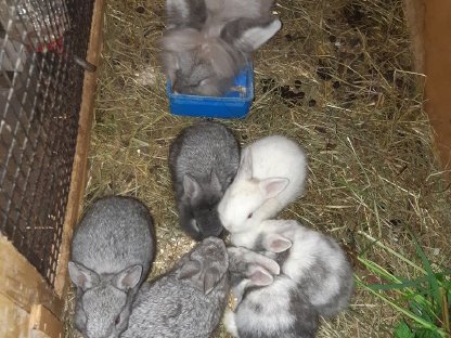 Hasenkaninchen: Hasenbabys kaufen - Landwirt.com