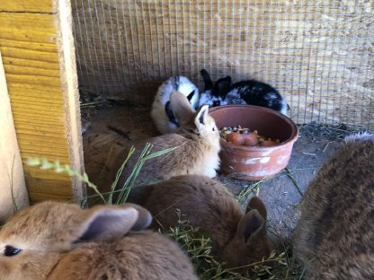 Bild 7:Zuchthasen oder Hasen geschlachtet