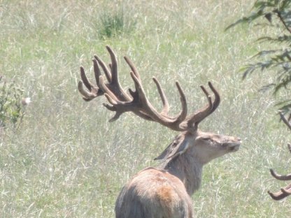 Bild 3:Hirschabschüsse