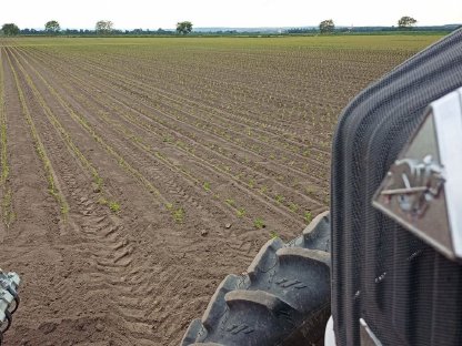 Bild 8:Pflanzensetzen 2025 (Speedies) mit Ferrari F-Max 6x50 cm