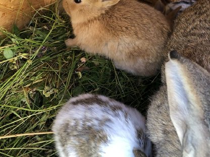 Bild 5:Zuchthasen oder Hasen geschlachtet