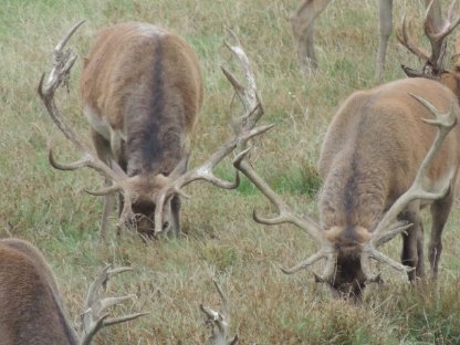 Bild 2:Hirschabschüsse