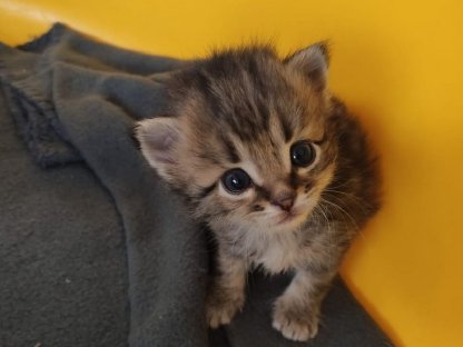 Katzenbabys Vergeben Susse Katzenbabys Kaufen Landwirt Com