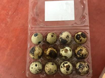 Bild 2:Wachteleier Hühnereier