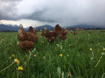 Bild 4:Freiland Eier