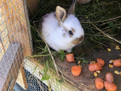 Bild 6:Zuchthasen oder Hasen geschlachtet