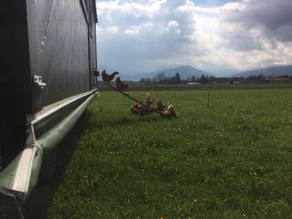 Bild 3:Freiland Eier