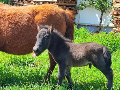 Pferdemarkt Pony: Kleiner Pony-Hengst Kaufen - Landwirt.com