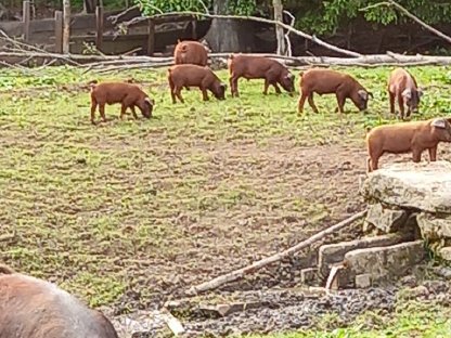 DUROC Freilandschweine Bio